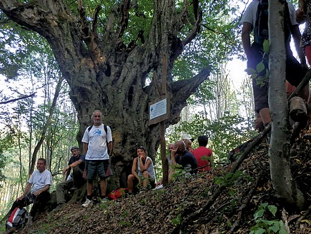 Az orokláni gyertyánfa